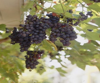 Muskattraube (Vitis vinifera ‘Moscato d’Amburgo’ )