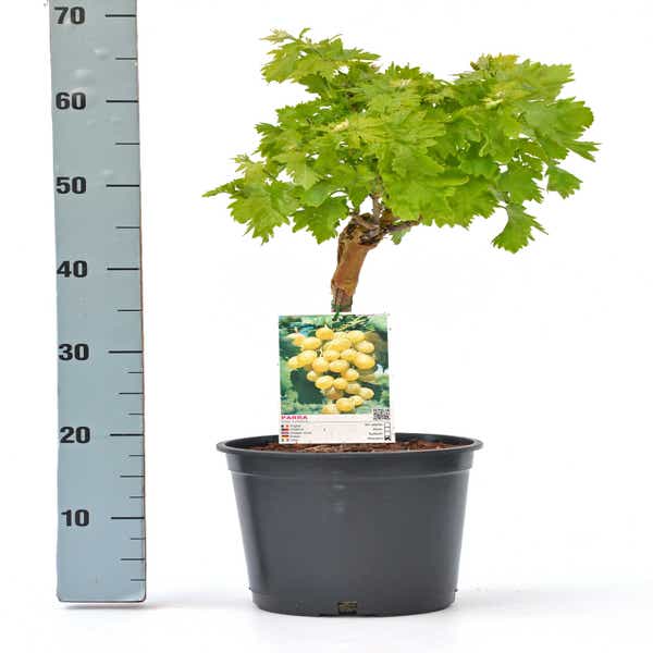Druif op lage stam. Wit (Vitis vinifera 'Parra Moscatel') C5 60/70 cm.