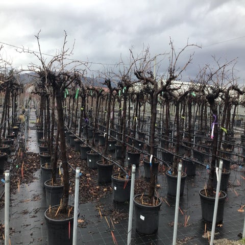 Traube als Baum (Vitis vinifera 'Red Globe')