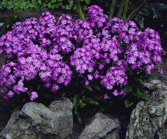 Flammenblume (Phlox paniculata 'Blue Boy')
