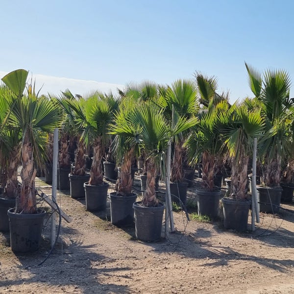 Washingtonia 125/150cm