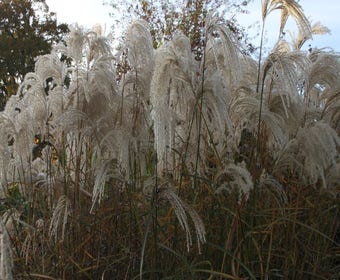 Pracht-Schilf (Miscanthus sinensis 'Kaskade')