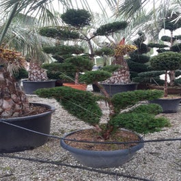 Eibe als Bonsai (Taxus baccata)