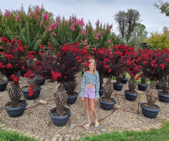Lagerstroemia als 'Vase' (Lagerstroemia indica)