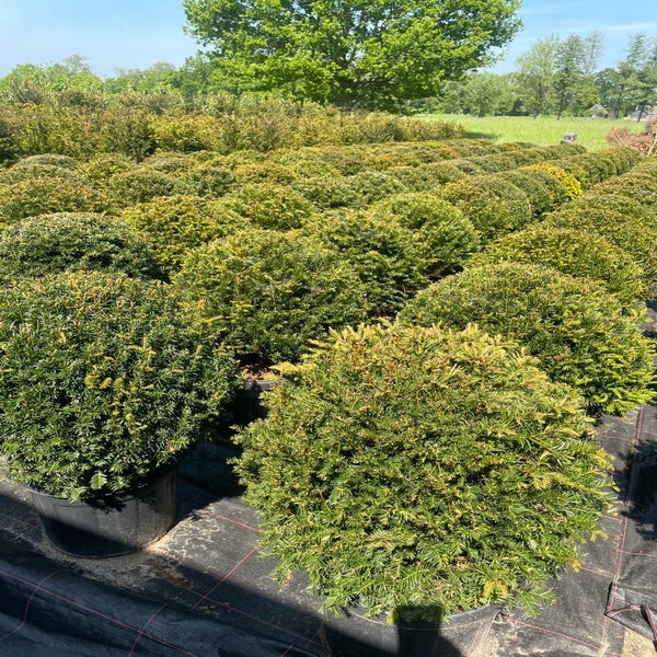 Taxusball (Taxus baccata)