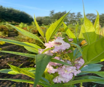 Chitalpa (Chitalpa tashkentensis 'Summer Bells')