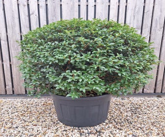 Scheinbuche in Kugelform (Osmanthus burkwoodii)
