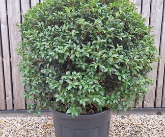 Scheinbuche in Kugelform (Osmanthus burkwoodii)