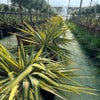 Palmlilie (Yucca flaccida 'Golden Sword')