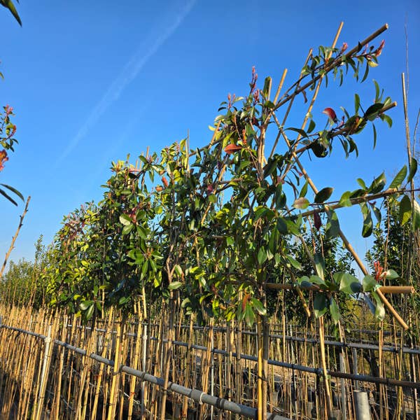 Glansmispel als Spalierbaum (Photinia fraseri 'Red Robin') JETZT EXTRA GÜNSTIG