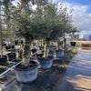 Olivenbaum als Solitär 30/40cm (Olea europaea) Schale