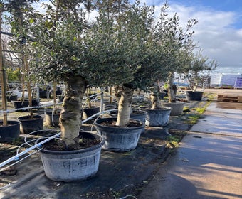 Olivenbaum als Solitär 30/40cm (Olea europaea) Schale