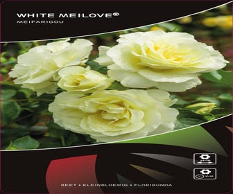 Stamrose (Rosa 'White Meilove')