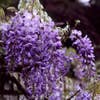 Blauregen (Wisteria sinensis)