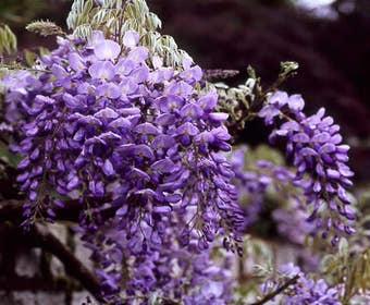 Blauregen (Wisteria sinensis)