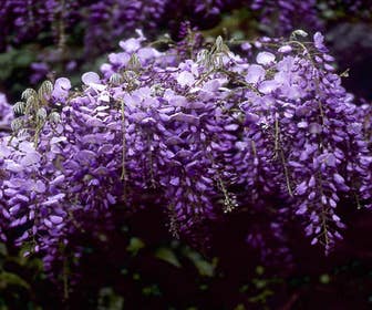 Blauer Regen (Wisteria sinensis 'Prolific')