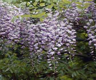 Japanische Blauregen (Wisteria floribunda 'Issai-naga')