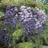 Japanische Blauregen (Wisteria floribunda 'Macrobotrys')