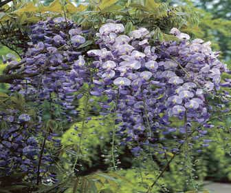 Japanische Blauregen (Wisteria floribunda 'Macrobotrys')