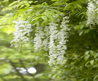 Blauregen auf Stamm (Wisteria sinensis 'Alba')