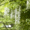 Blauregen auf Stamm (Wisteria sinensis 'Alba')