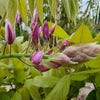 Blauer Regen auf Stamm (Wisteria sinensis 'Rose')