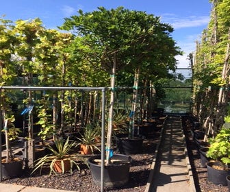 Blauregen als Baum (Wisteria sinensis 'Alba')