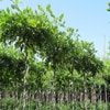 Blauer Regen als Dachbaum (Wisteria sinensis 'Prolific')