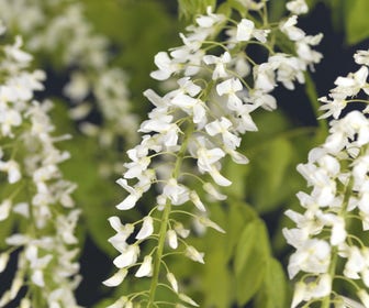 Japanische Blauregen, weiß (Wisteria floribunda 'Alba')