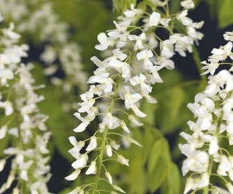 Blauer Regen, weiß (Wisteria brachybotrys 'Kapitan Fuji')