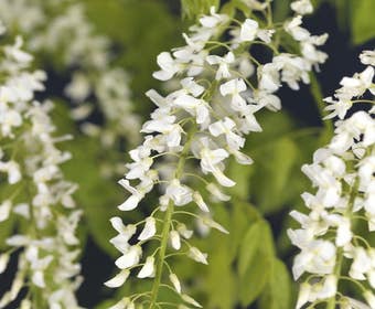 Blauer Regen, weiß (Wisteria brachybotrys 'Kapitan Fuji')