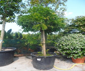 Blauregen als Baum (Wisteria floribunda 'Rosea')