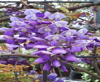 Blauregen als Spalierform (Wisteria brachybotrys 'Yokohama Fuji')