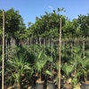 Blauer Regen als Dachbaum (Wisteria brachybotrys 'Yokohama Fuji')