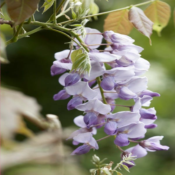 Blauregen (Wisteria sinensis 'Caroline')