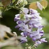 Blauregen (Wisteria sinensis 'Caroline')