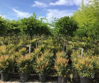 Blauer Regen als Halbstamm (Wisteria floribunda 'Issai')