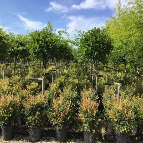 Blauer Regen als Halbstamm (Wisteria floribunda 'Issai')