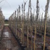 Blauregen (Wisteria floribunda 'Geisha')