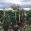 Blauregen als Baum (Wisteria brachybotrys 'Kapitan Fuji')