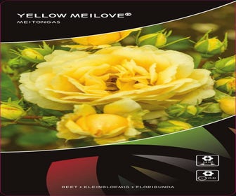 Stamrose (Rosa 'Yellow Meilove')