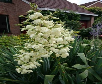 Palmlilie (Yucca filamentosa)