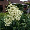 Palmlilie (Yucca filamentosa)