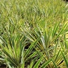 Palmlilie (Yucca filamentosa 'Bright Edge' )