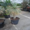 Palmlilie (Yucca rostrata)