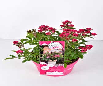 Strauchrose (Rosa 'Rosy Boom® ‘MINI’)