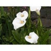 Sumpf Calla (Zantedeschia aethiopica) Blumenzwiebel