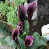 Aronstab (Zantedeschia 'Caruso')