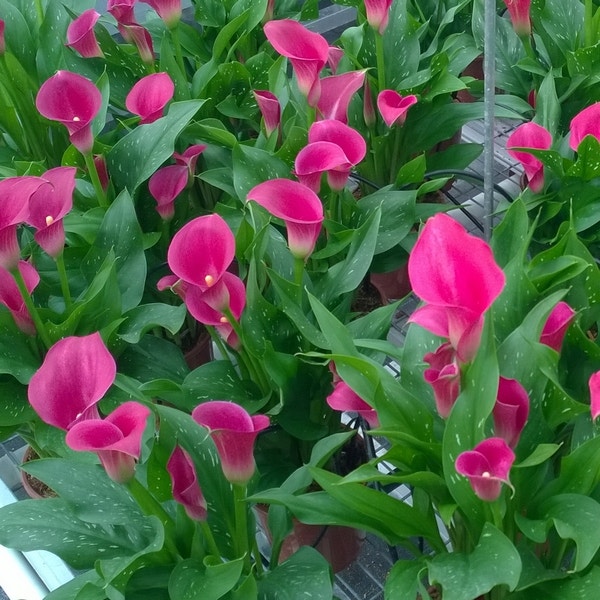 Calla (Zantedeschia 'Cheerio')
