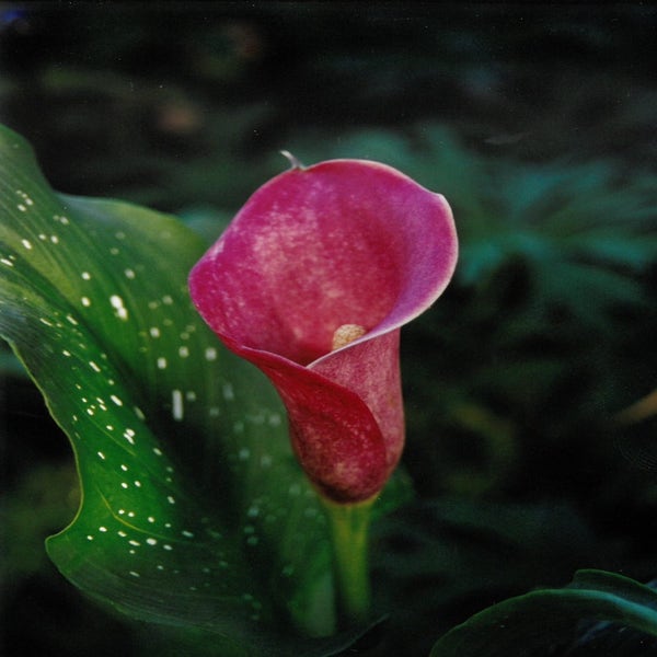 Zantedeschia 'Sumatra' 
